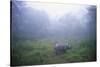 Indian Rhinoceros Standing in Morning Fog-null-Stretched Canvas