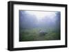 Indian Rhinoceros Standing in Morning Fog-null-Framed Premium Photographic Print