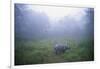 Indian Rhinoceros Standing in Morning Fog-null-Framed Photographic Print