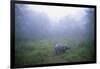 Indian Rhinoceros Standing in Morning Fog-null-Framed Photographic Print
