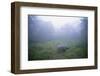 Indian Rhinoceros Standing in Morning Fog-null-Framed Photographic Print