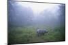 Indian Rhinoceros Standing in Morning Fog-null-Mounted Photographic Print