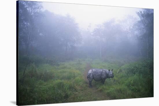 Indian Rhinoceros Standing in Morning Fog-null-Stretched Canvas