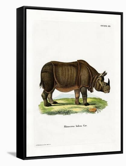 Indian Rhinoceros-null-Framed Stretched Canvas