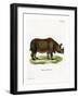 Indian Rhinoceros-null-Framed Giclee Print