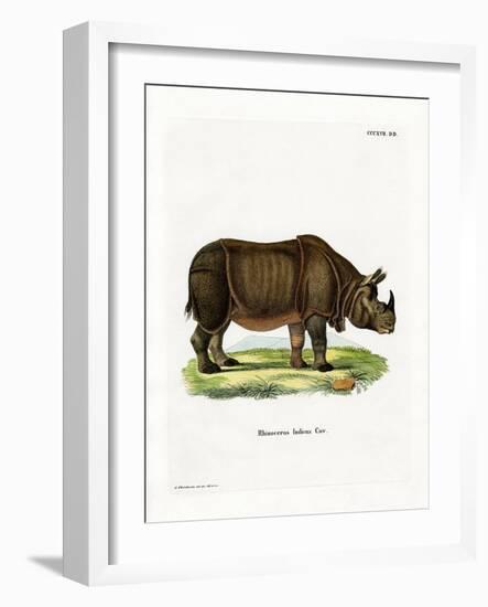 Indian Rhinoceros-null-Framed Giclee Print