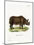 Indian Rhinoceros-null-Mounted Giclee Print