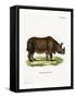 Indian Rhinoceros-null-Framed Stretched Canvas