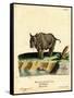 Indian Rhinoceros-null-Framed Stretched Canvas