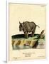 Indian Rhinoceros-null-Framed Giclee Print