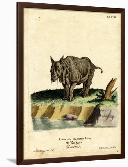 Indian Rhinoceros-null-Framed Giclee Print