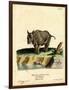 Indian Rhinoceros-null-Framed Giclee Print