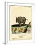 Indian Rhinoceros-null-Framed Giclee Print