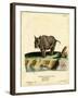 Indian Rhinoceros-null-Framed Giclee Print