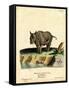 Indian Rhinoceros-null-Framed Stretched Canvas