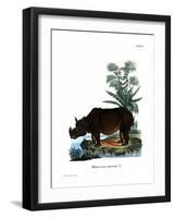 Indian Rhinoceros-null-Framed Giclee Print