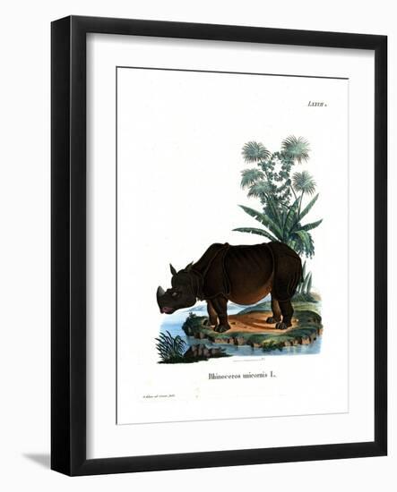 Indian Rhinoceros-null-Framed Giclee Print