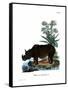 Indian Rhinoceros-null-Framed Stretched Canvas