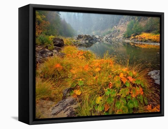 Indian Rhubarb in Fall Color along the Wild & Scenic Illinois River in Siskiyou National Forest, Or-Steve Terrill-Framed Stretched Canvas
