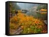 Indian Rhubarb in Fall Color along the Wild & Scenic Illinois River in Siskiyou National Forest, Or-Steve Terrill-Framed Stretched Canvas