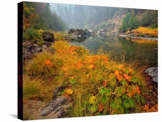 Indian Rhubarb in Fall Color along the Wild & Scenic Illinois River in Siskiyou National Forest, Or-Steve Terrill-Stretched Canvas