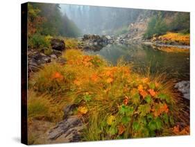 Indian Rhubarb in Fall Color along the Wild & Scenic Illinois River in Siskiyou National Forest, Or-Steve Terrill-Stretched Canvas