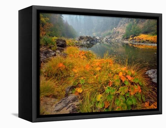 Indian Rhubarb in Fall Color along the Wild & Scenic Illinois River in Siskiyou National Forest, Or-Steve Terrill-Framed Stretched Canvas