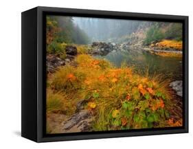 Indian Rhubarb in Fall Color along the Wild & Scenic Illinois River in Siskiyou National Forest, Or-Steve Terrill-Framed Stretched Canvas