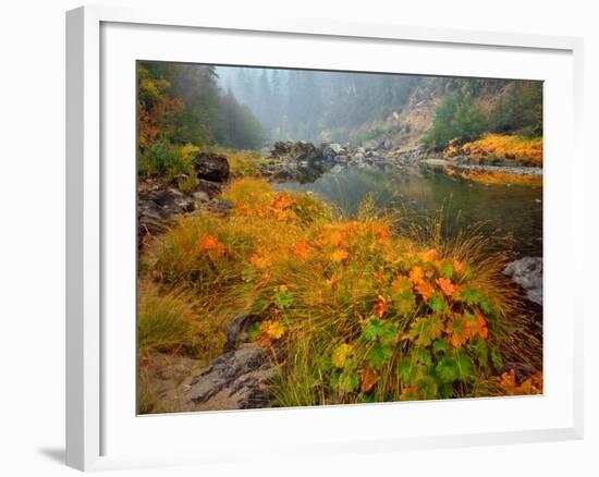 Indian Rhubarb in Fall Color along the Wild & Scenic Illinois River in Siskiyou National Forest, Or-Steve Terrill-Framed Photographic Print
