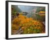 Indian Rhubarb in Fall Color along the Wild & Scenic Illinois River in Siskiyou National Forest, Or-Steve Terrill-Framed Photographic Print