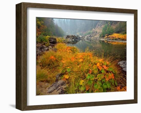 Indian Rhubarb in Fall Color along the Wild & Scenic Illinois River in Siskiyou National Forest, Or-Steve Terrill-Framed Photographic Print