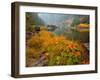 Indian Rhubarb in Fall Color along the Wild & Scenic Illinois River in Siskiyou National Forest, Or-Steve Terrill-Framed Photographic Print