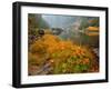 Indian Rhubarb in Fall Color along the Wild & Scenic Illinois River in Siskiyou National Forest, Or-Steve Terrill-Framed Photographic Print