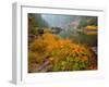 Indian Rhubarb in Fall Color along the Wild & Scenic Illinois River in Siskiyou National Forest, Or-Steve Terrill-Framed Photographic Print