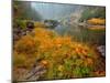Indian Rhubarb in Fall Color along the Wild & Scenic Illinois River in Siskiyou National Forest, Or-Steve Terrill-Mounted Photographic Print
