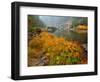 Indian Rhubarb in Fall Color along the Wild & Scenic Illinois River in Siskiyou National Forest, Or-Steve Terrill-Framed Photographic Print