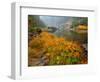 Indian Rhubarb in Fall Color along the Wild & Scenic Illinois River in Siskiyou National Forest, Or-Steve Terrill-Framed Photographic Print