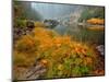 Indian Rhubarb in Fall Color along the Wild & Scenic Illinois River in Siskiyou National Forest, Or-Steve Terrill-Mounted Photographic Print