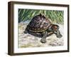 Indian Roofed Turtle (Pangshura Tecta or Kachuga Tecta), Geoemydidae-null-Framed Giclee Print