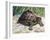Indian Roofed Turtle (Pangshura Tecta or Kachuga Tecta), Geoemydidae-null-Framed Giclee Print