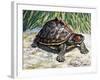 Indian Roofed Turtle (Pangshura Tecta or Kachuga Tecta), Geoemydidae-null-Framed Giclee Print