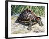 Indian Roofed Turtle (Pangshura Tecta or Kachuga Tecta), Geoemydidae-null-Framed Giclee Print