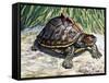 Indian Roofed Turtle (Pangshura Tecta or Kachuga Tecta), Geoemydidae-null-Framed Stretched Canvas