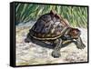 Indian Roofed Turtle (Pangshura Tecta or Kachuga Tecta), Geoemydidae-null-Framed Stretched Canvas