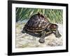 Indian Roofed Turtle (Pangshura Tecta or Kachuga Tecta), Geoemydidae-null-Framed Giclee Print