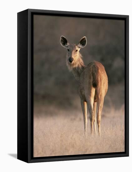 Indian Sambar Deer Ranthambore Np, Rajasthan, India-Jean-pierre Zwaenepoel-Framed Stretched Canvas