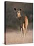 Indian Sambar Deer Ranthambore Np, Rajasthan, India-Jean-pierre Zwaenepoel-Stretched Canvas
