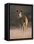 Indian Sambar Deer Ranthambore Np, Rajasthan, India-Jean-pierre Zwaenepoel-Framed Stretched Canvas