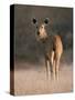 Indian Sambar Deer Ranthambore Np, Rajasthan, India-Jean-pierre Zwaenepoel-Stretched Canvas