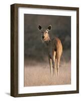 Indian Sambar Deer Ranthambore Np, Rajasthan, India-Jean-pierre Zwaenepoel-Framed Photographic Print